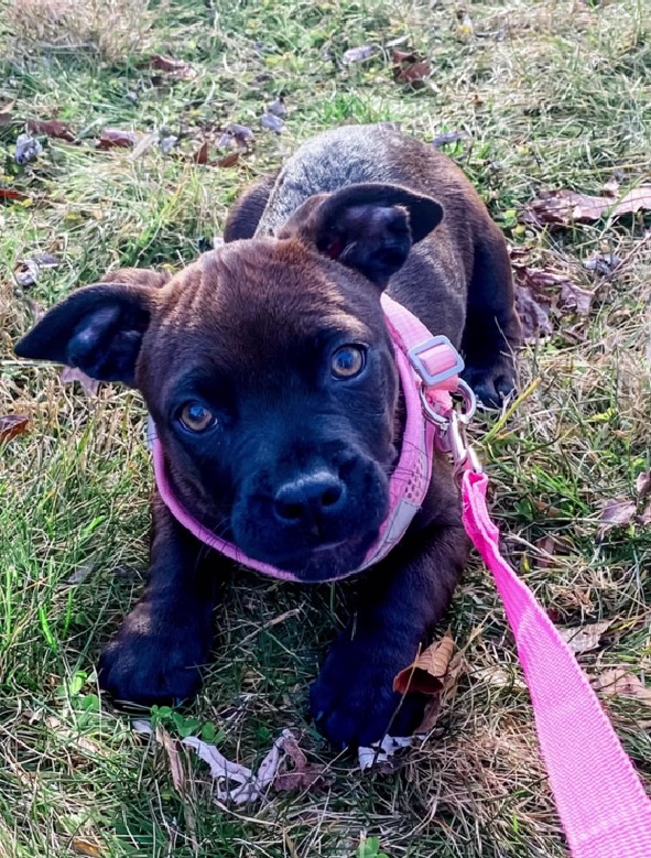 puppy on a pink leash