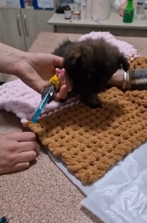 puppy receveing injection