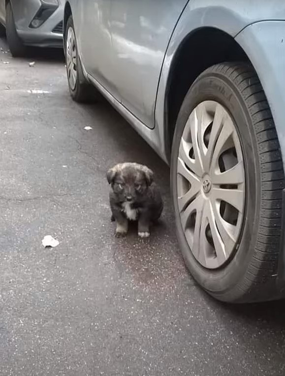 puppy sitting next to a car
