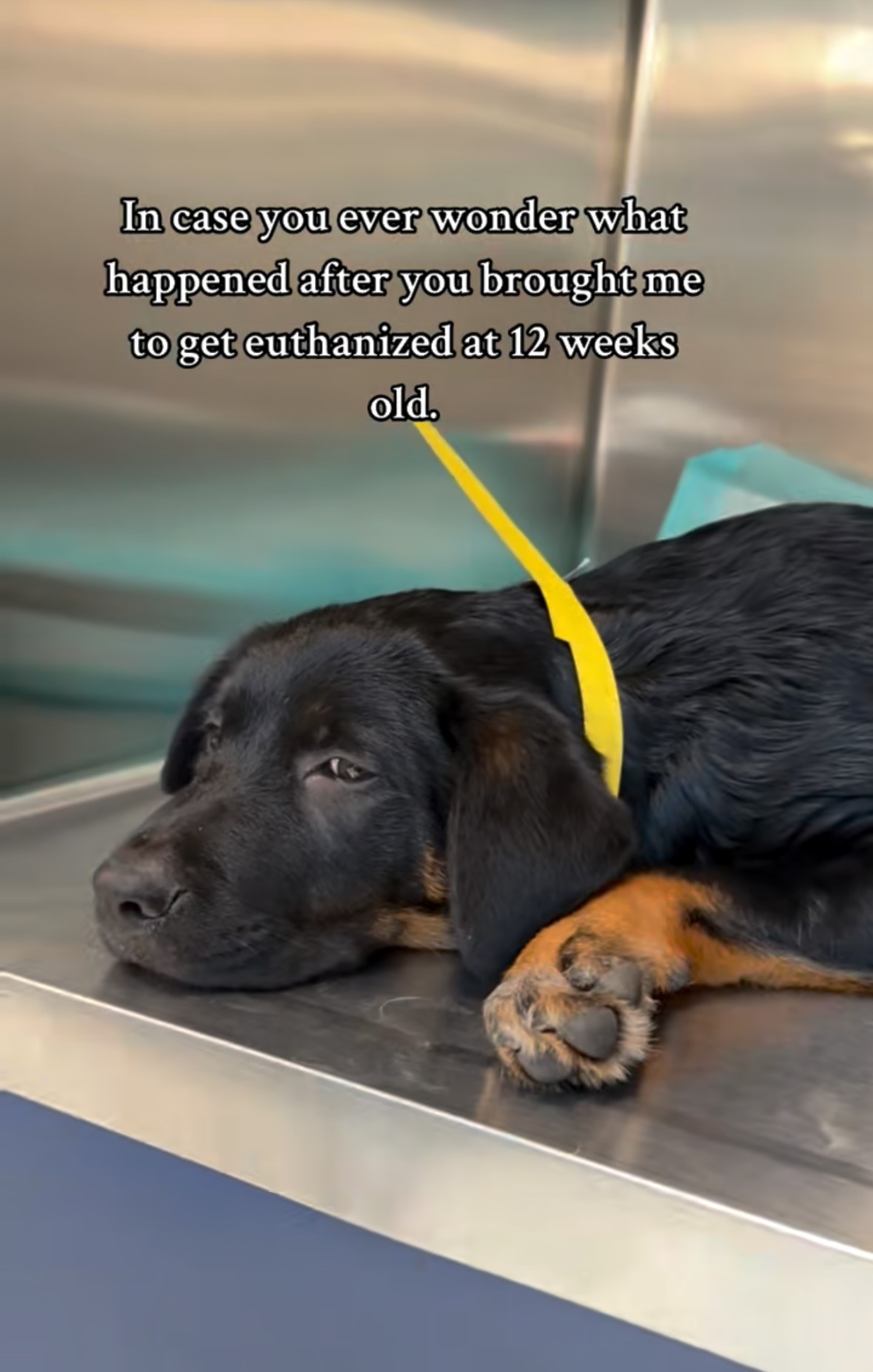puppy waiting to be euthanized
