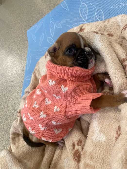 puppy with sweater