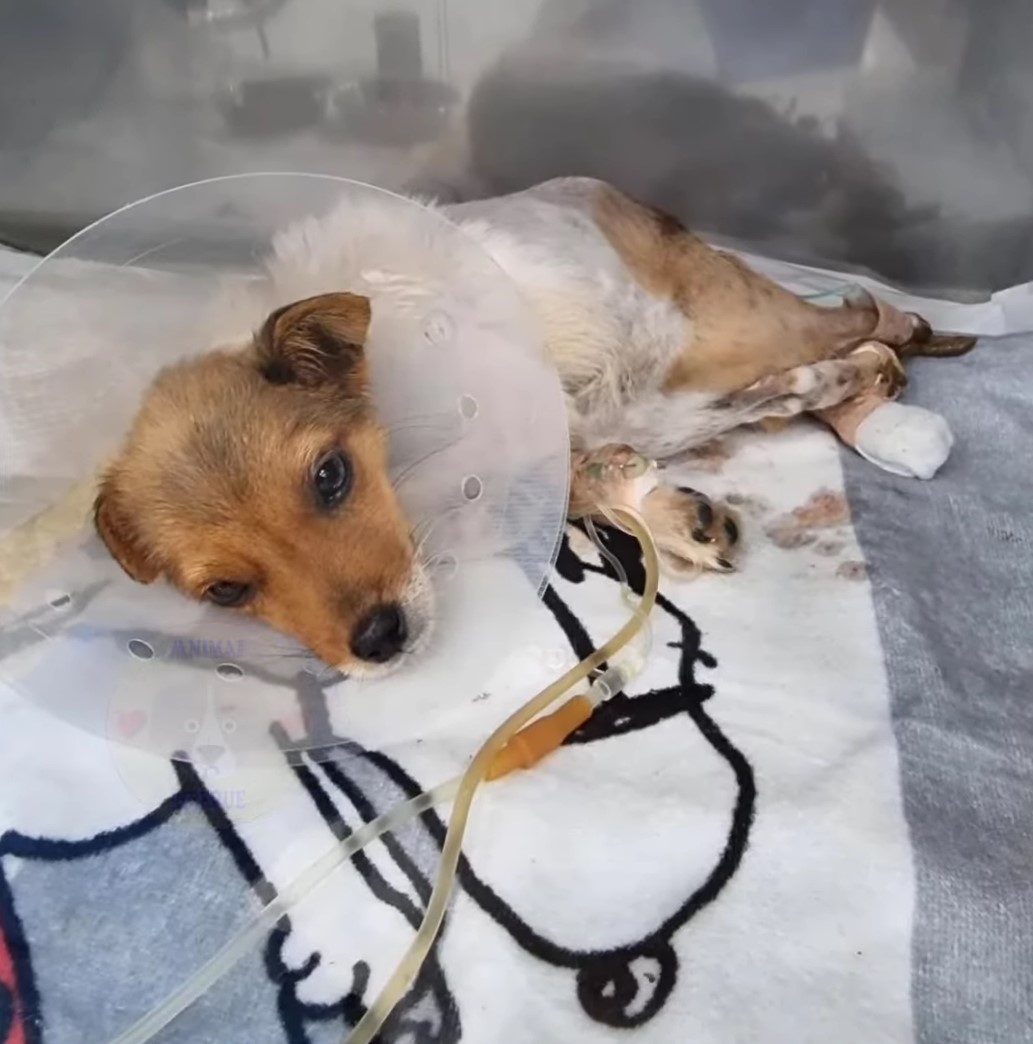rescued injured dog