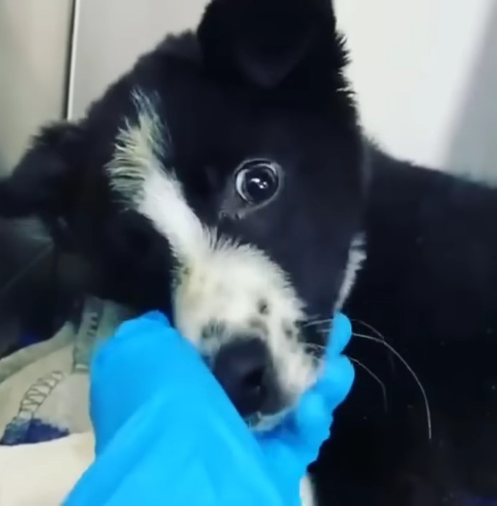 scared puppy putting head in the hand with glove