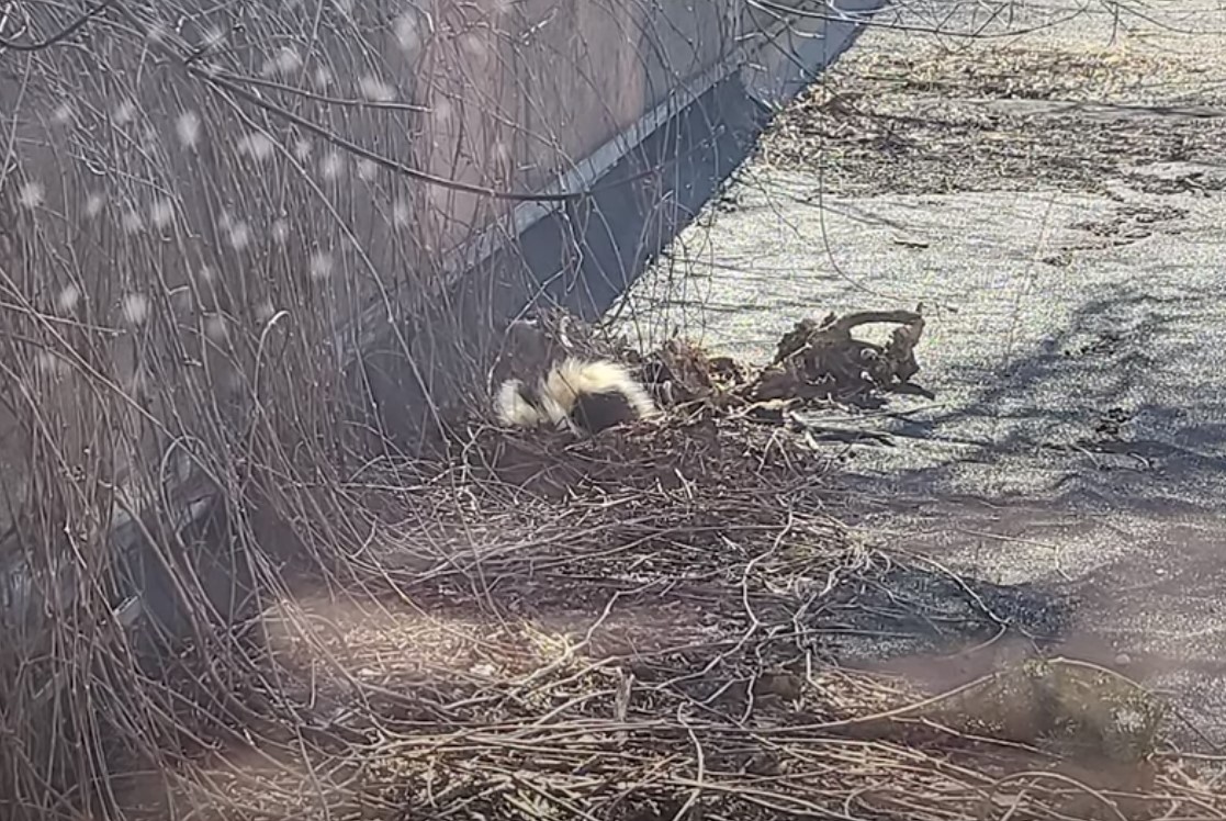 skunk stuck on the roof