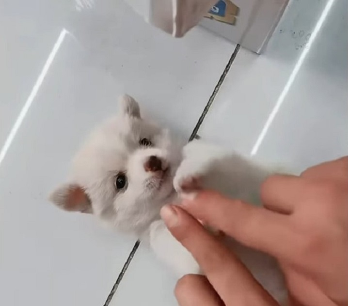 sweet tiny puppy