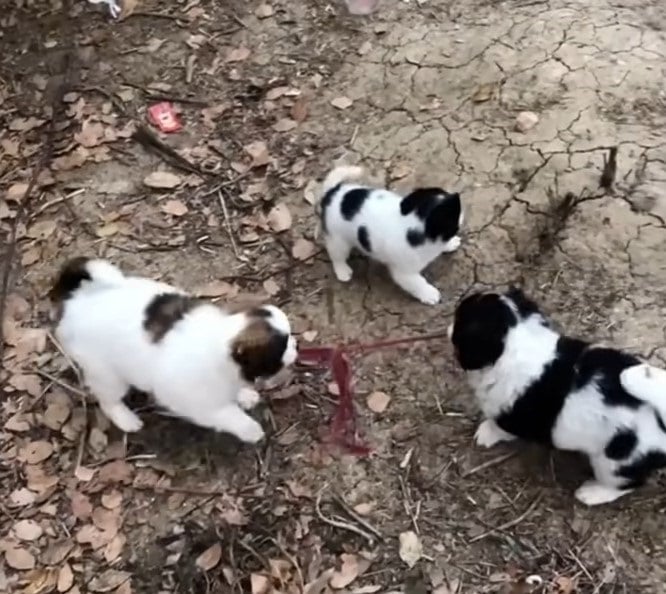 three puppies standing