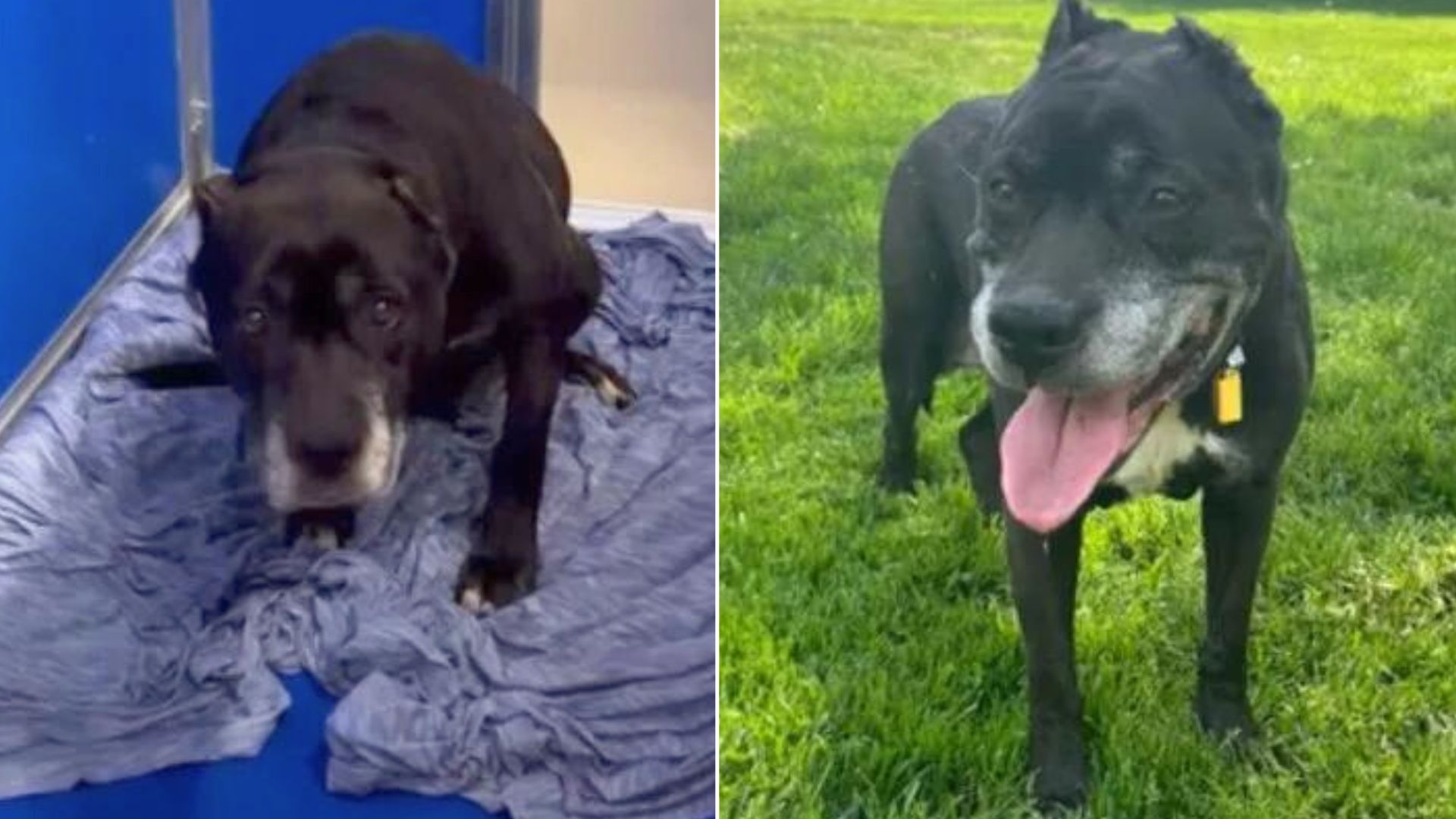 14-Year-Old Dog Left All Alone In This World Now Smiles With Her New Family