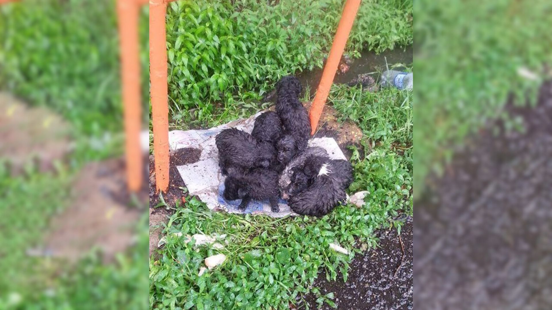 Woman In Shock Finds 8 Tiny Helpless Puppies Abandoned In Heavy Rain