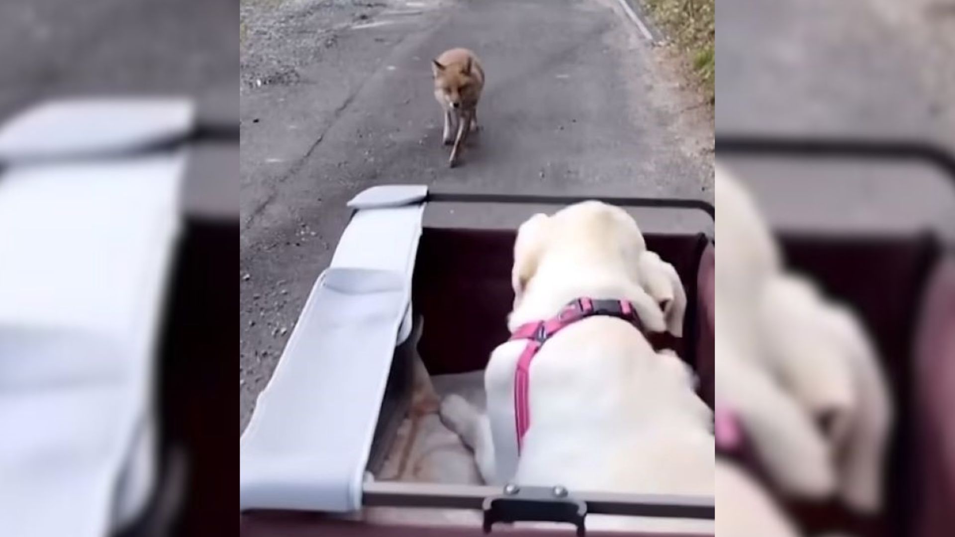 Owner Took His Disabled Dog On Adventures Where He Made An Unusual Friend