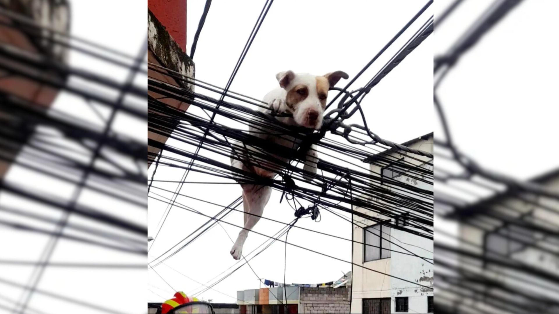 A Dog Chasing A Butterfly Jumps Off His Family’s Rooftop Terrace And Finds A Lucky Break
