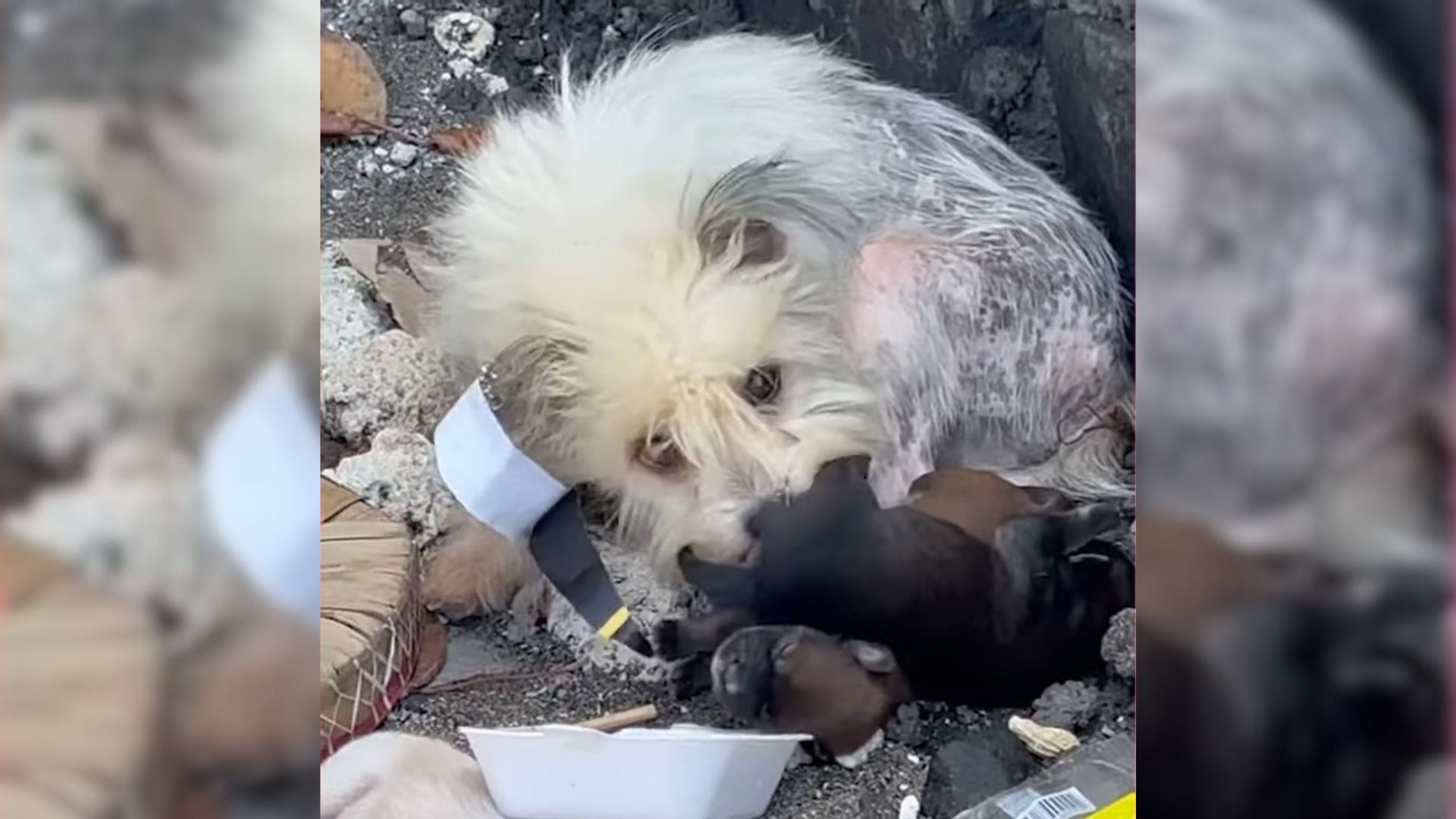 A Lovely Dog Family Cruelly Dumped In Trash Finds Humans Who Adore Them