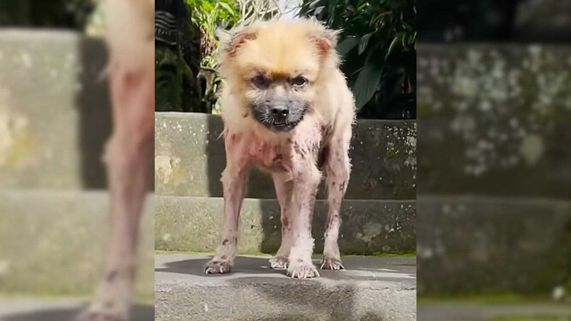 Neglected Dog Keeps Peeking Through The Bars Of His Cage, Pleading To Be Rescued