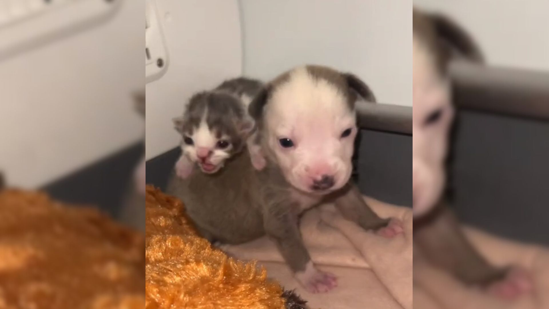A Puppy And A Kitten Who Were Rejected By Their Mothers Become The Most Pawdorable Friends
