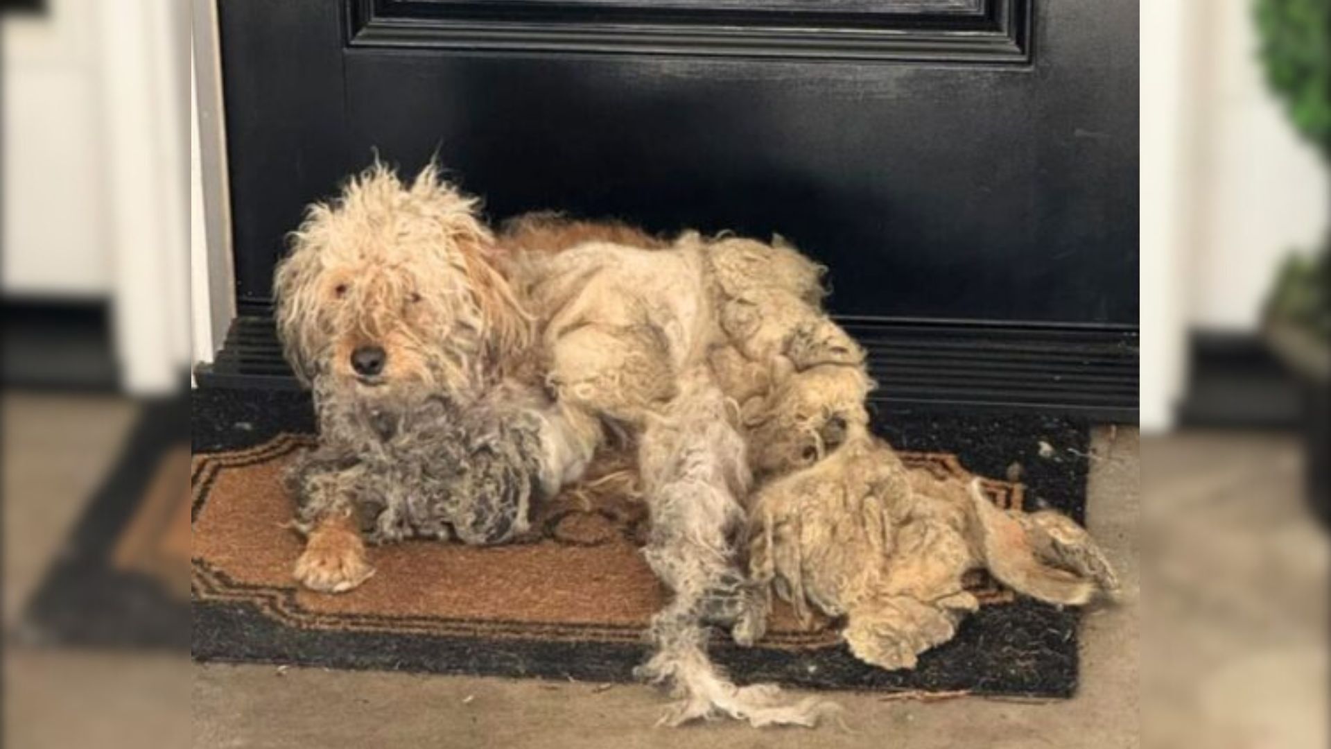Homeowner Shocked To Find A Dog In Need On Her Doorstep, Begging For Help