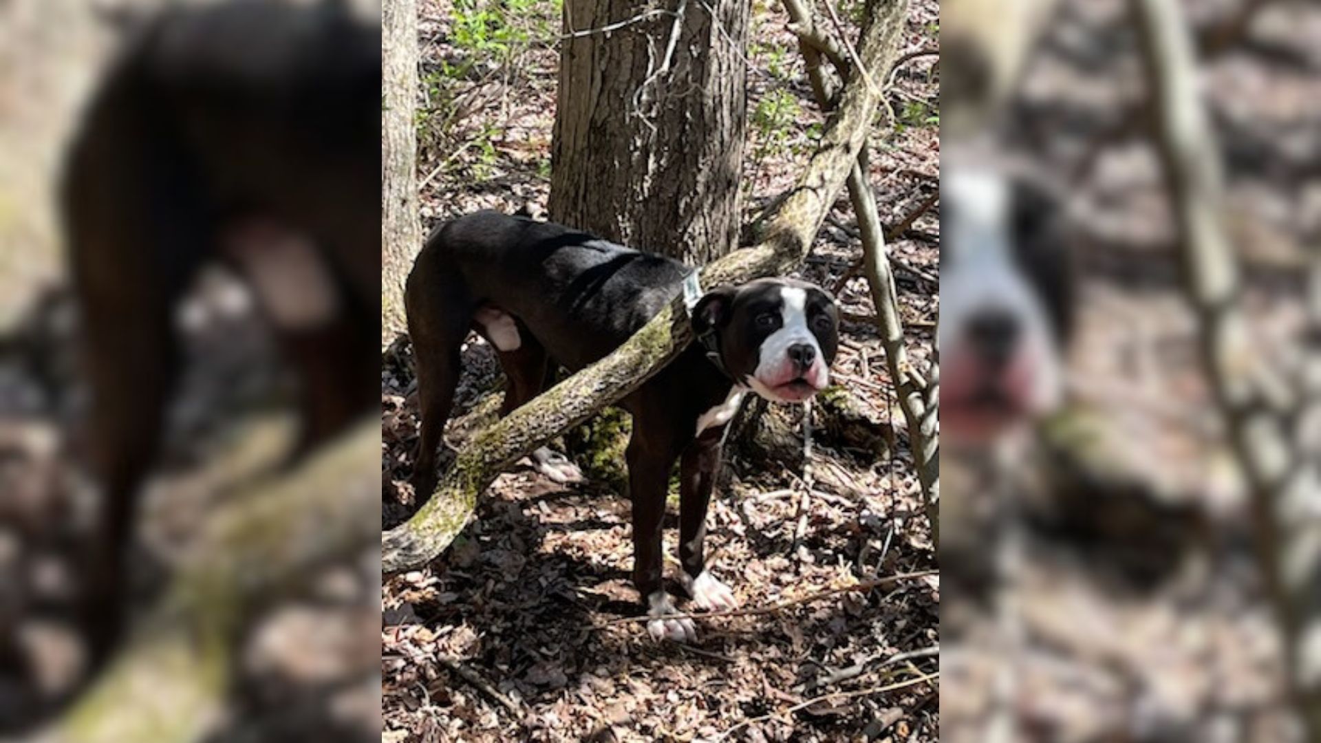 Rescuers Shocked To Find A Dog Strapped To A Tree By His Collar Deep In The Woods
