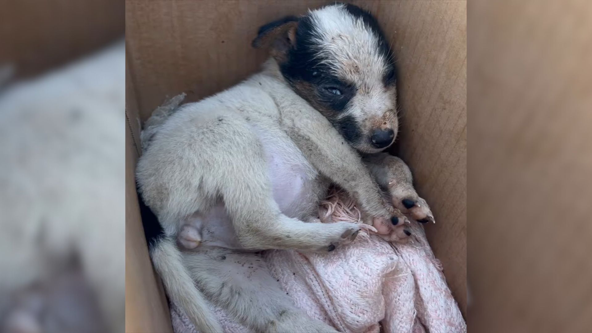 Abandoned Puppy Wouldn’t Stop Crying After A Stranger Gave Her Away To Local Kids