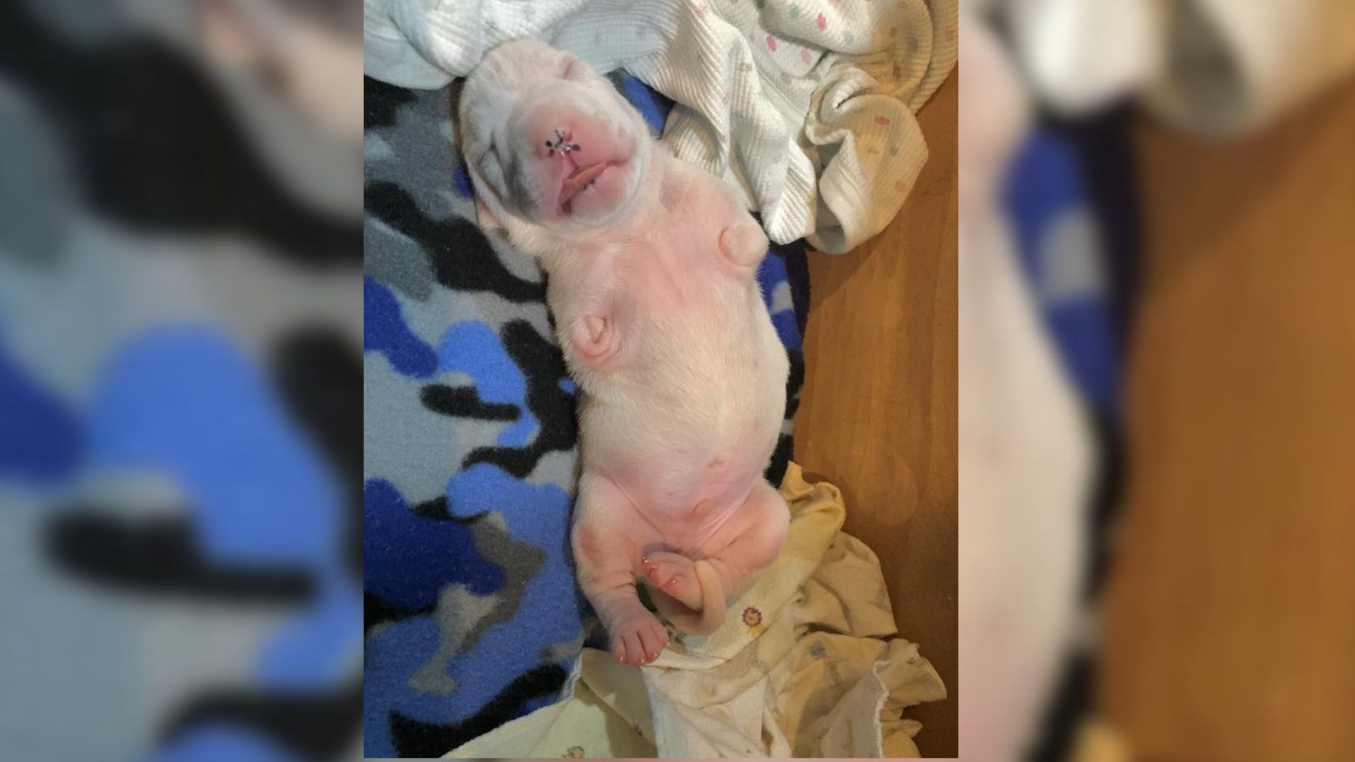 Adorable 2 Legged Pup Who Hops Like A Bunny Decided A Foster Parent To A Litter Of Puppies