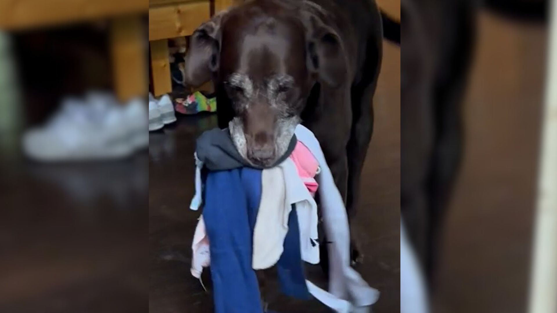 This Pup Keeps Surprising His Mom With The Sweetest Gift Whenever She Comes Home