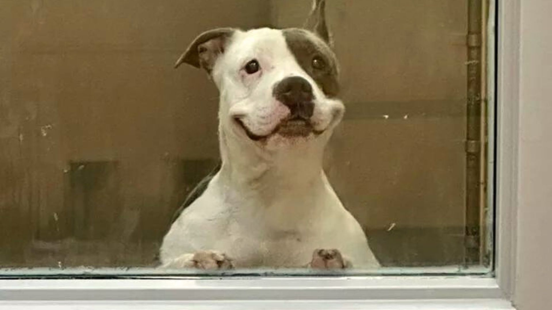 Shelter Dog Showers Everyone With The Biggest Smile, Hoping To Be Adopted