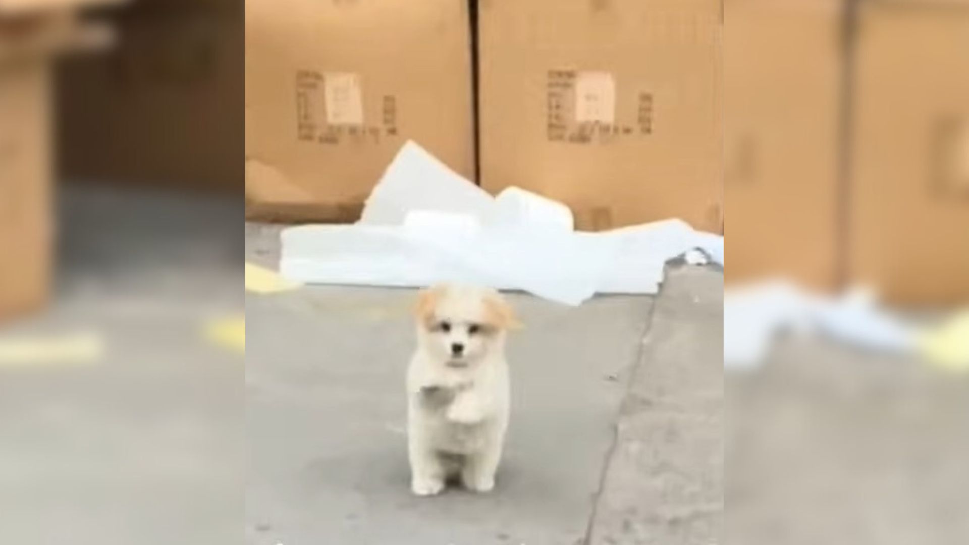 Sweet Stray Pup Raises Her Paws, Hoping To Steal The Hearts Of Kind Passers-By
