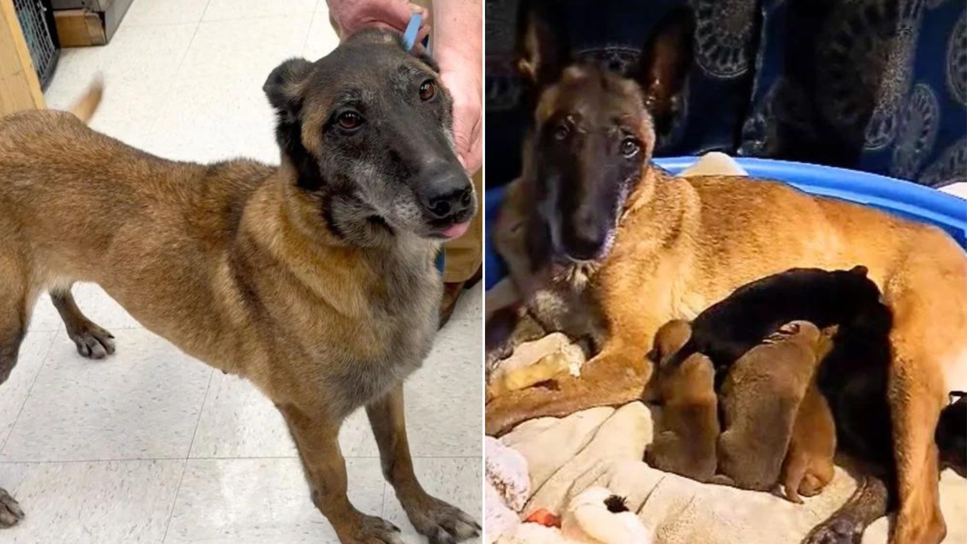 Severely Abused Dog Permanently Separated From Her Puppies As She Was ‘Too Dangerous’