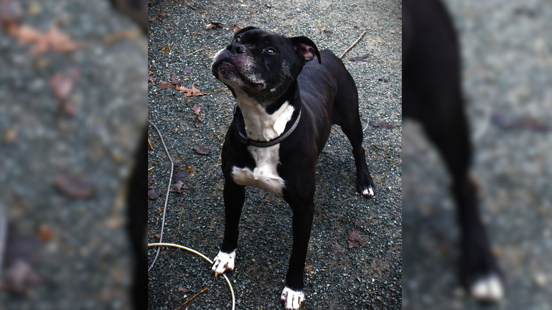 After 10 Years At Shelter, Rescuers Plead To Find This Lovely Dog A Home She Deserves
