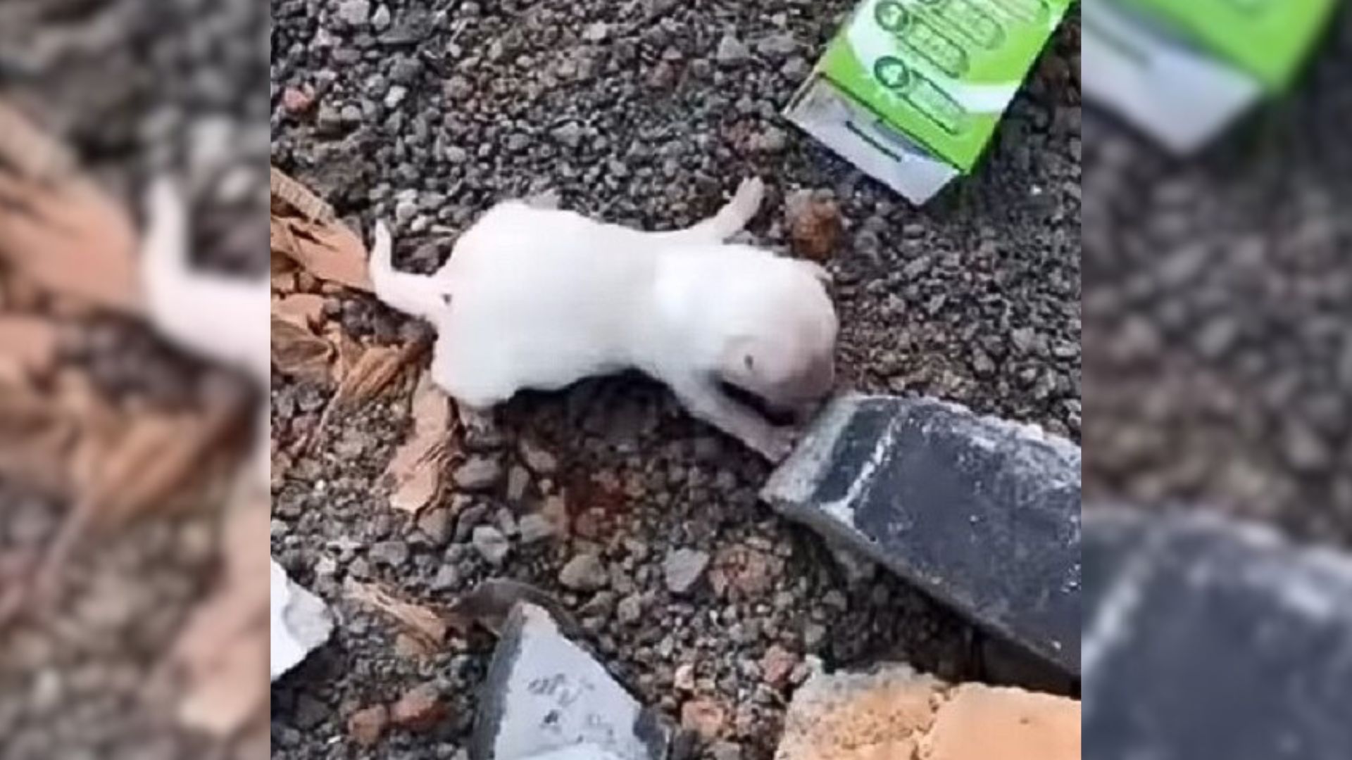 Abandoned 5-Day-Old Puppy Crawling Along The Bank Of A Stream Can’t Stop Crying For His Mom