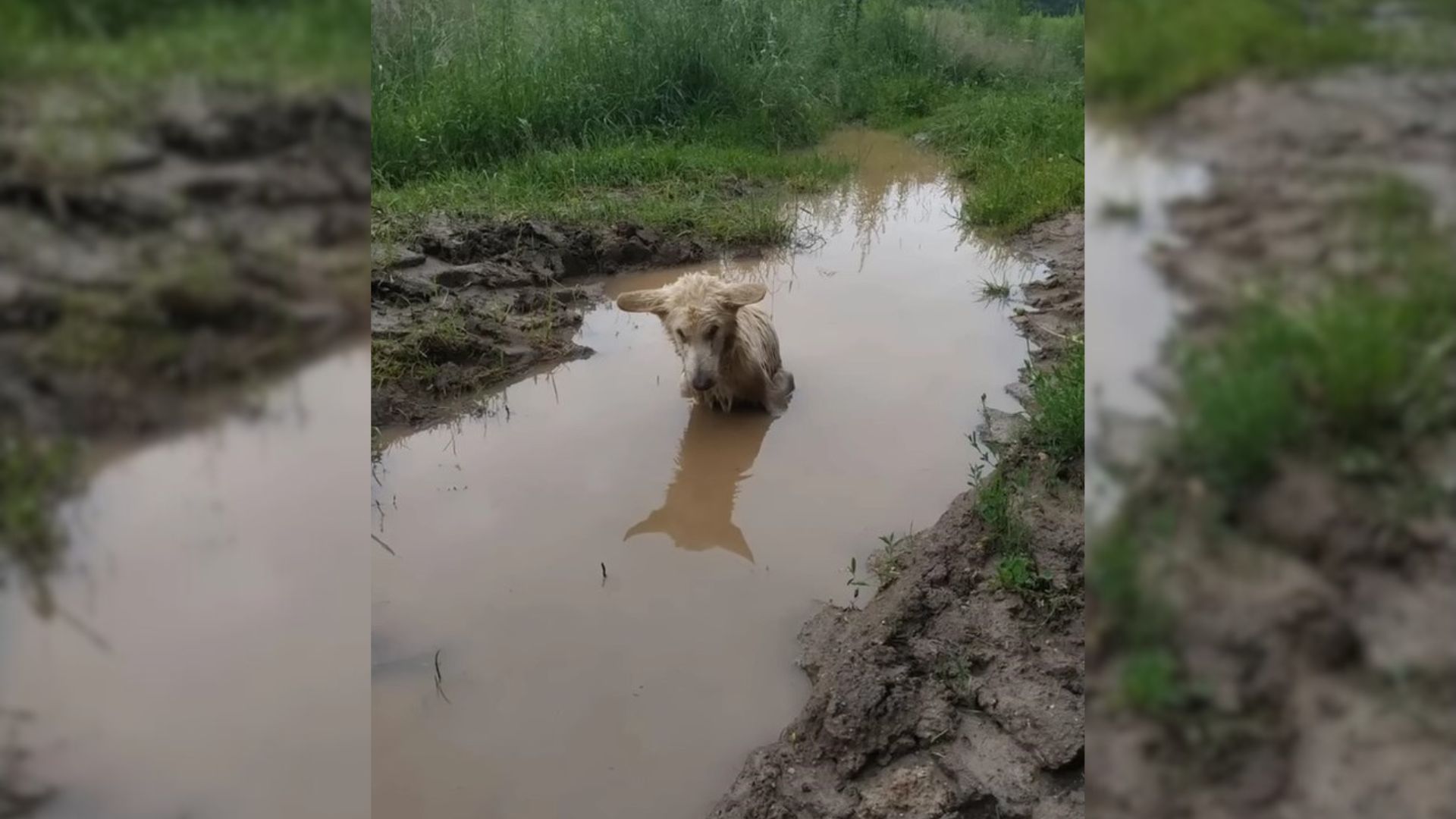 Injured Pup With The Saddest Eyes Was Found Trapped In A Puddle, Begging For Help