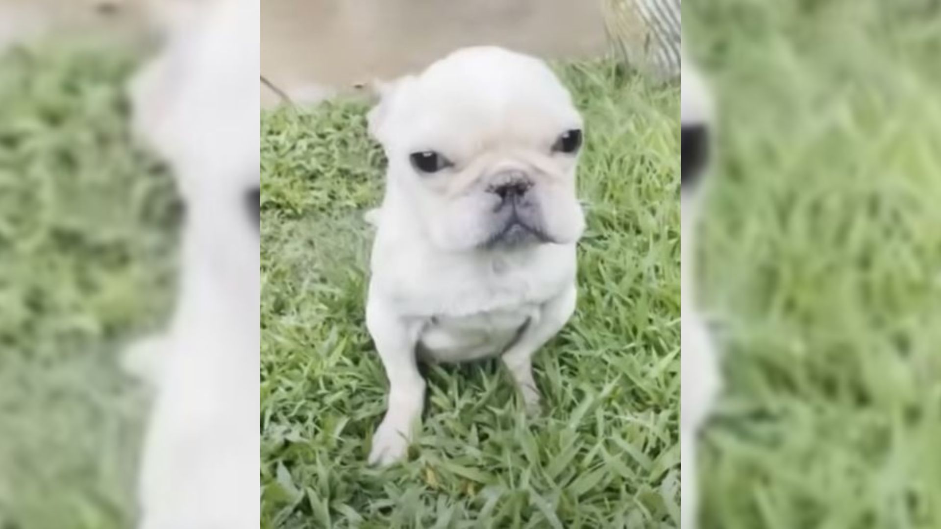 Abused Rescue Dog Saved From A Puppy Mill Loses The Ability To Use His Hind Legs