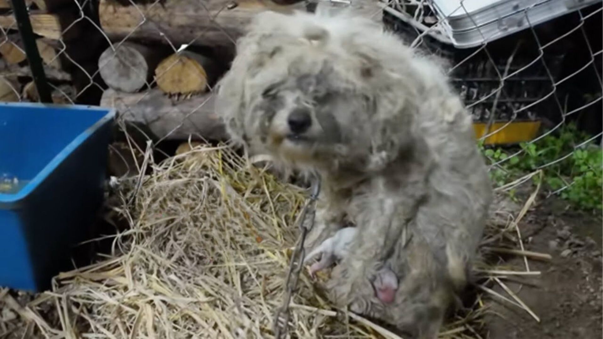 Anxious Mama Dog Who Was Chained To An Abandoned Factory Couldn’t Produce Milk To Feed Her Babies