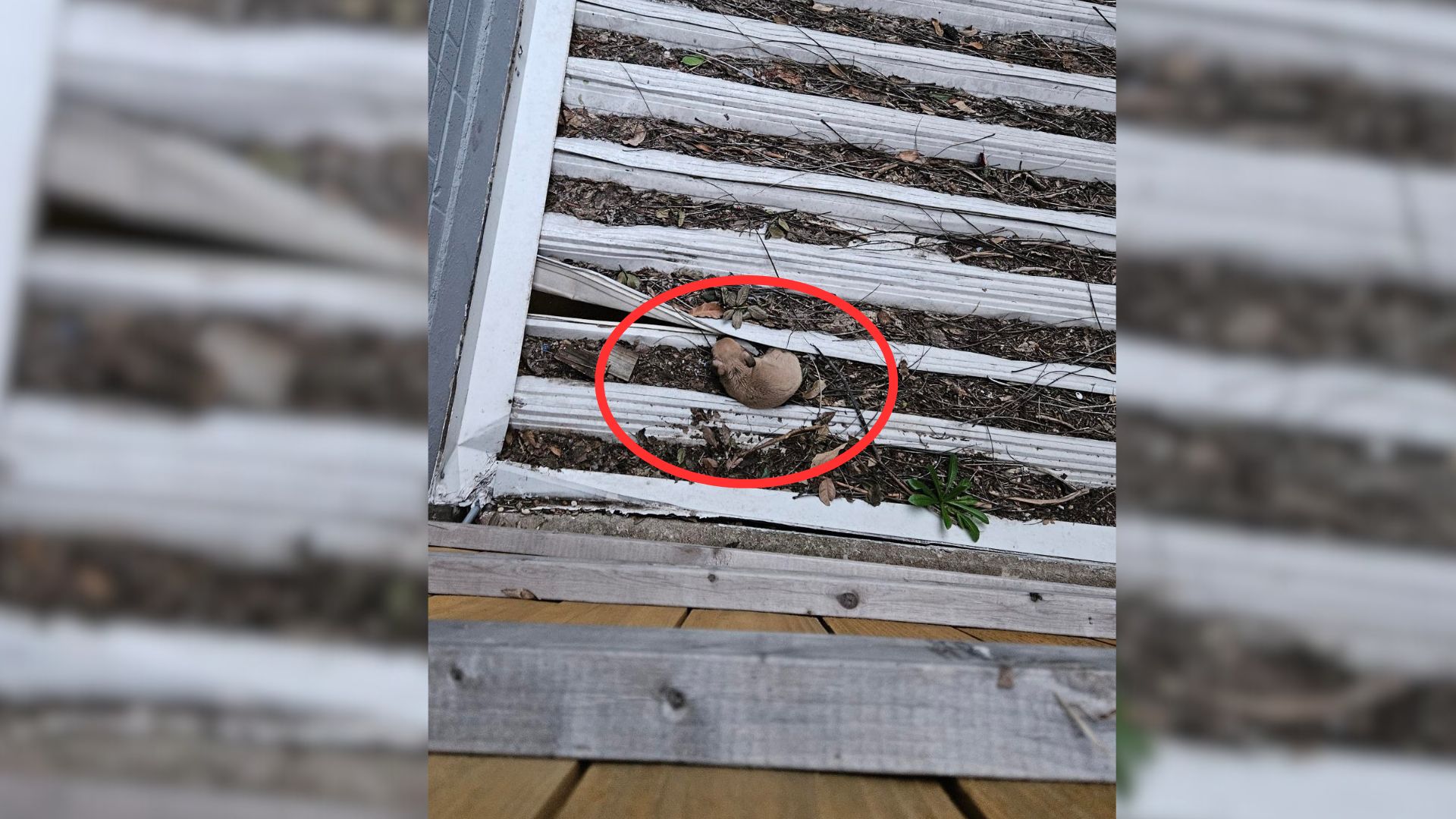Helpless Animal Trapped On A Decayed Roof Leaves Apartment Complex Residents In Shock