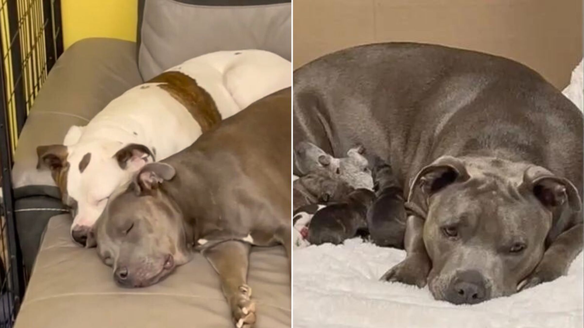 Pittie Gave Birth To A Litter Of 11 Puppies And Her Sister Was There To Help With Nursing