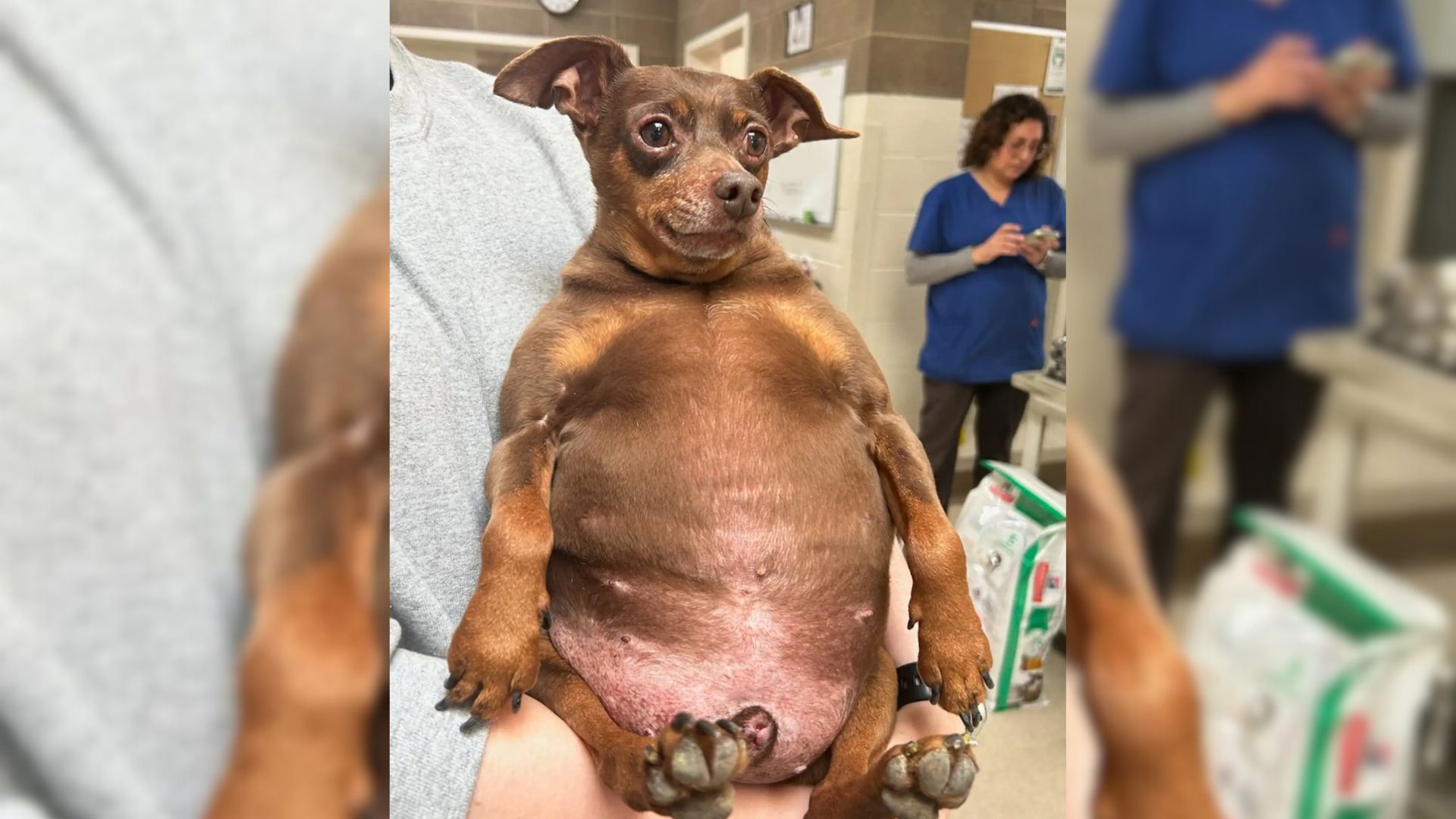 Rescuers Took In A Very Chubby Puppy Who Became A Celebrity In The Shelter For His Charming Personality