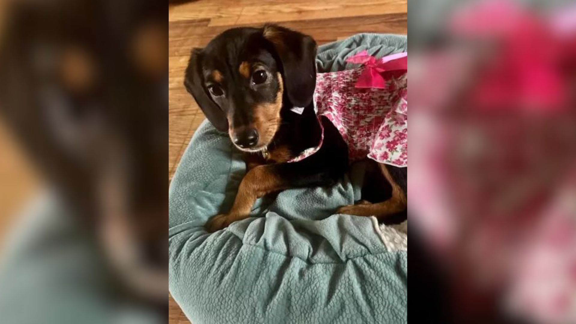 Couple Surprised To Find Out What Their Dog’s DNA Testing Was Hiding
