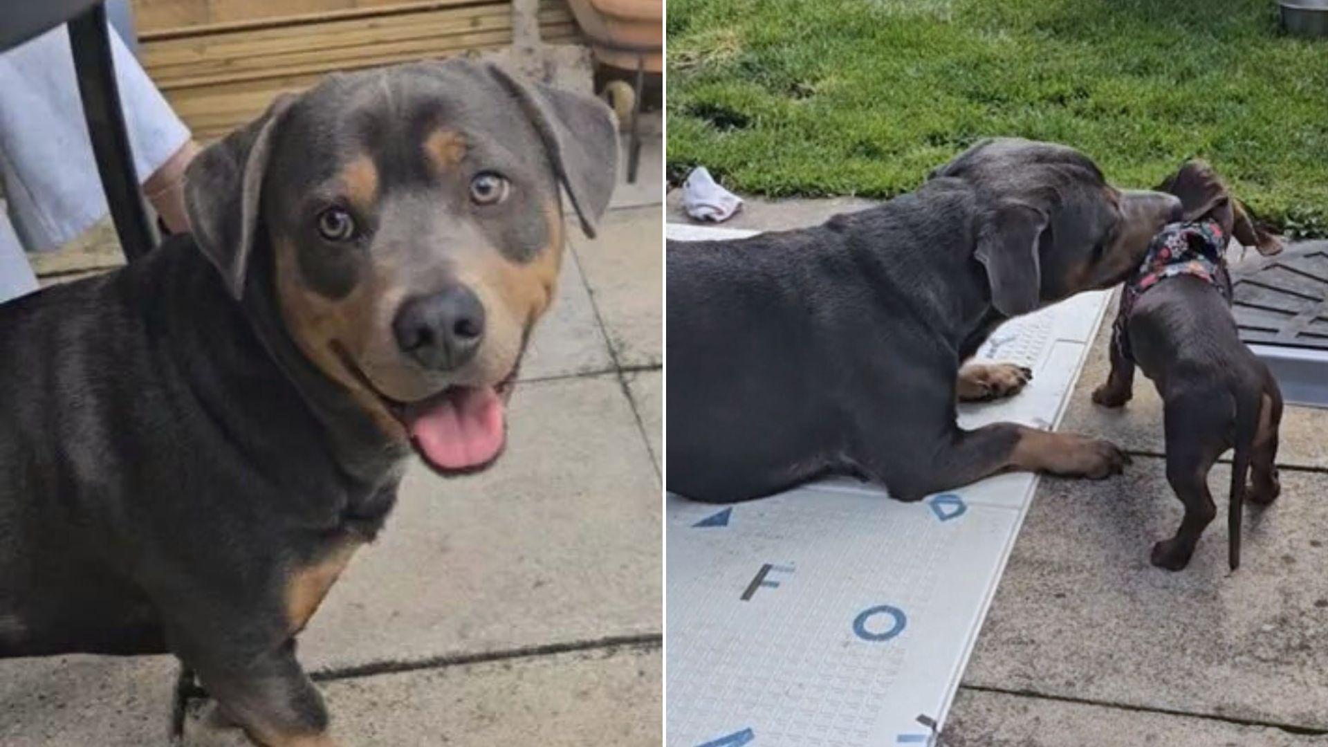 Rottweiler And Dachshund Have A Baby And It Takes The Internet By Storm