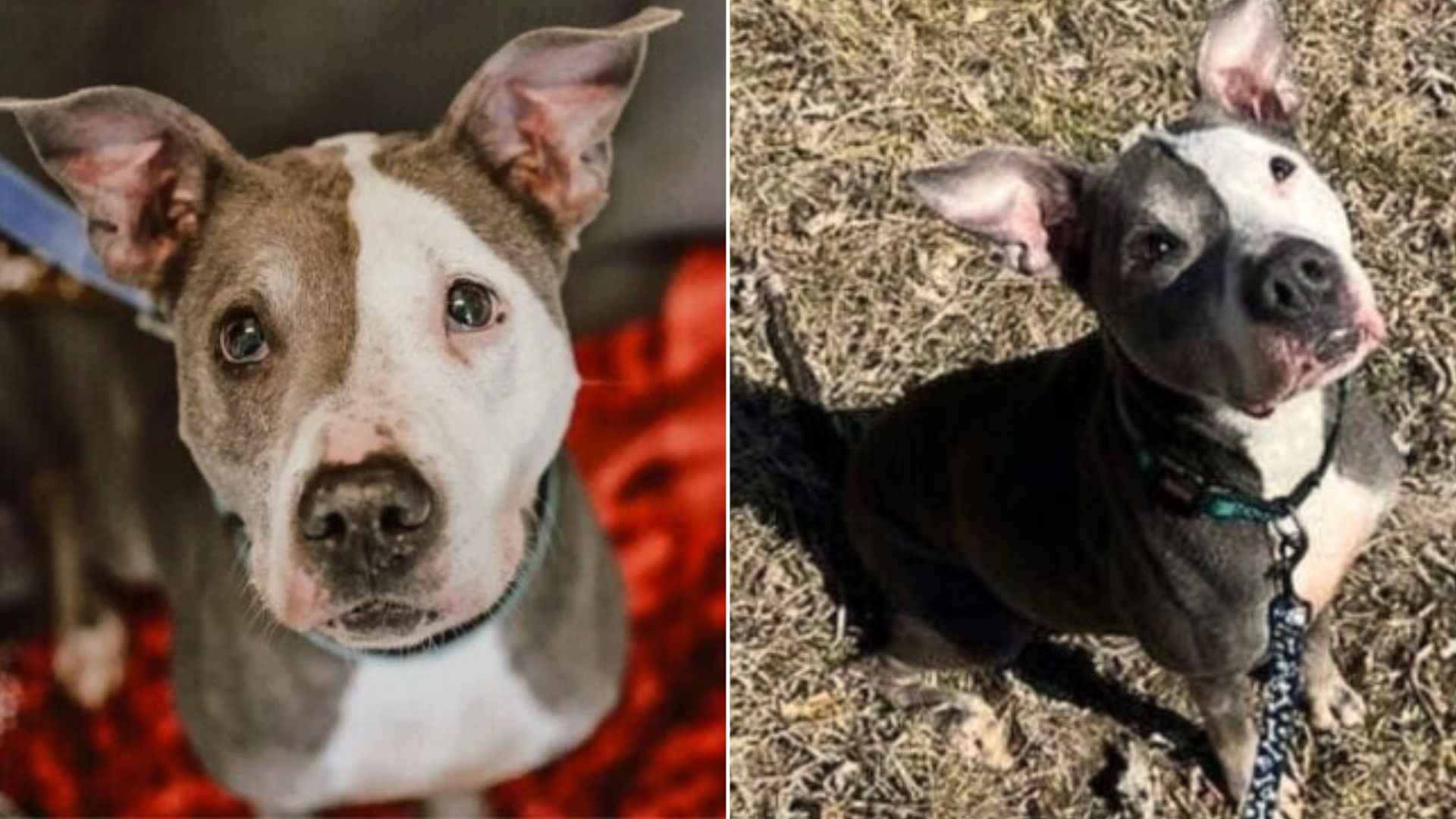 Determined Pittie Who Survived Abuse, Surrender And 2 Years At Shelter Is Still Hoping For Her Happily Ever After