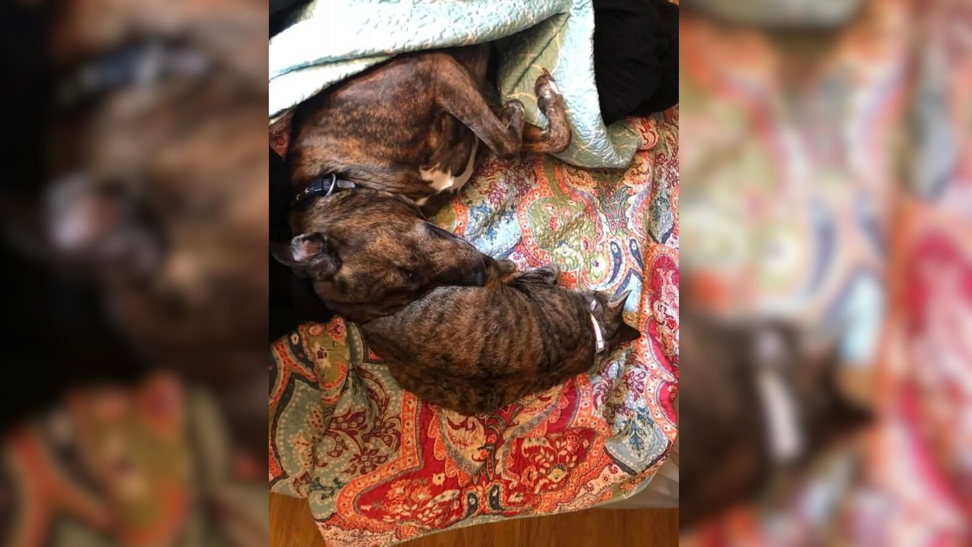 Dog And Her Best Feline Friend Have The Cutest Ritual, A Symbol Of Their Immense Love