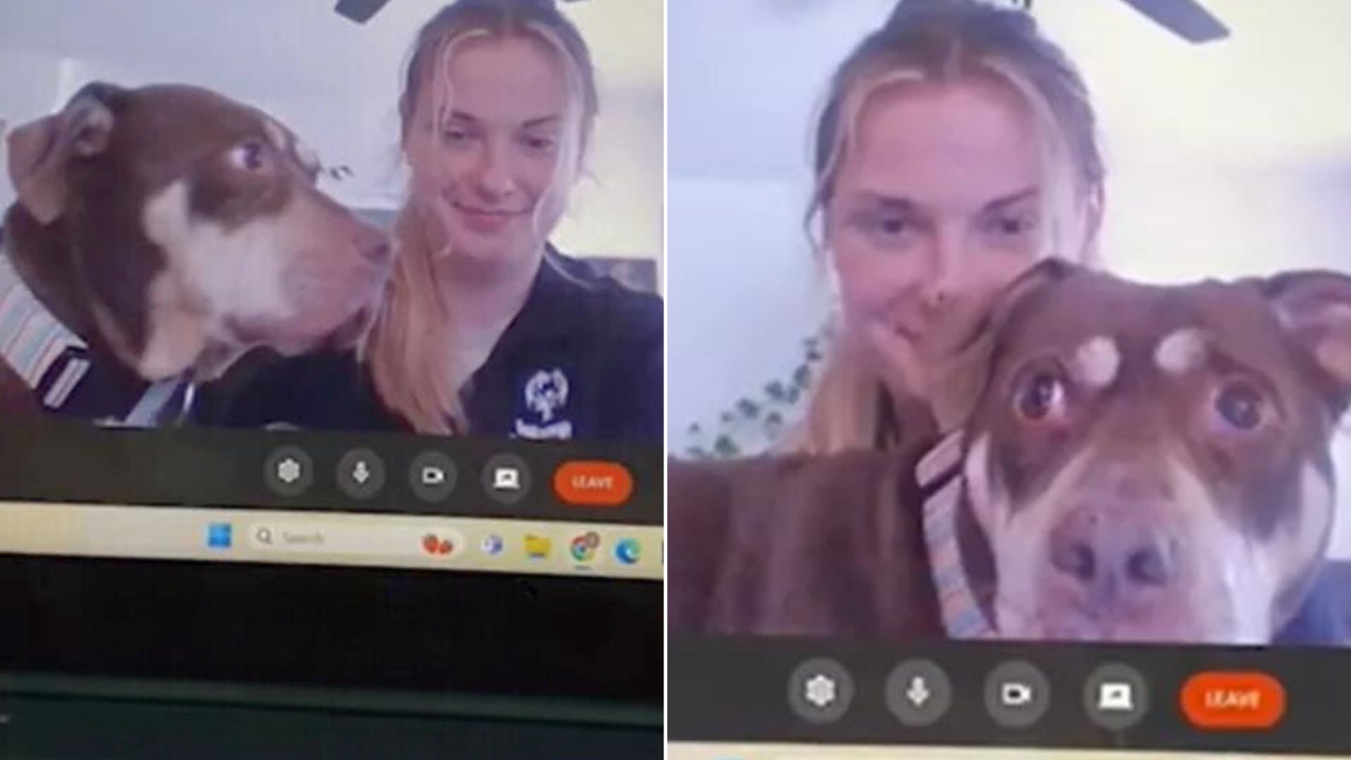 Hilarious Pup Steals Spotlight After Interrupting His Owner’s Online Therapy Session