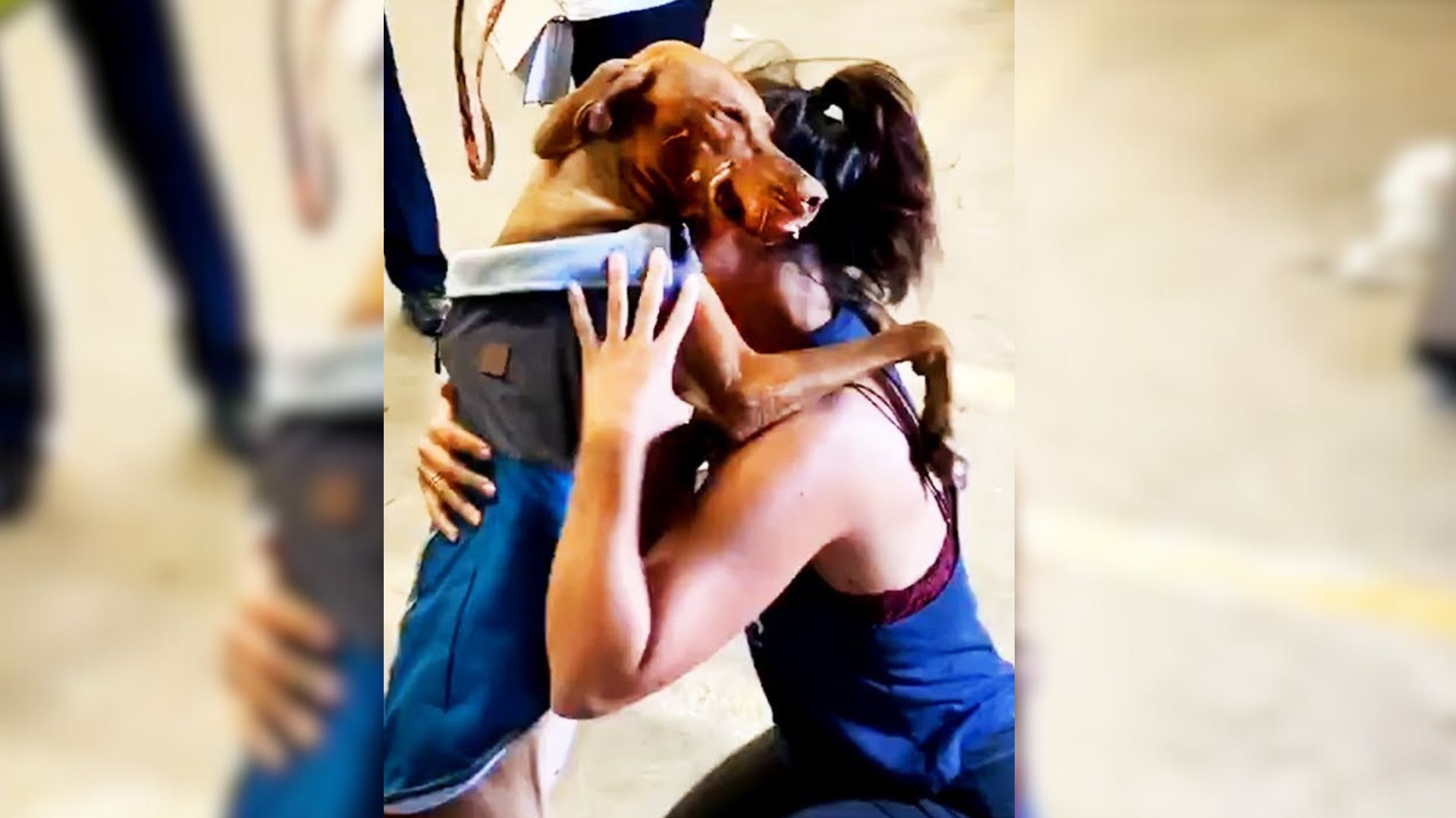 After Parting Ways, Woman And Her Beloved Dog Find Each Other Again In A Heartwarming Reunion
