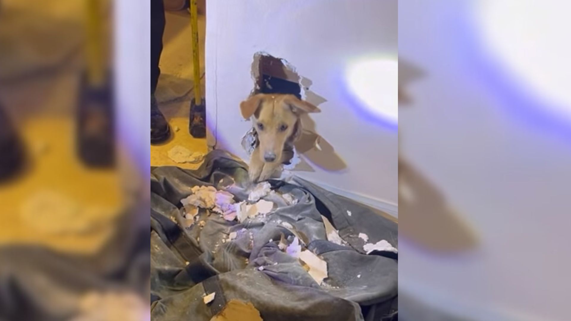 Firefighters Worked Tirelessly To Save This Sweet Dog Who Was Stuck Inside Of A Wall