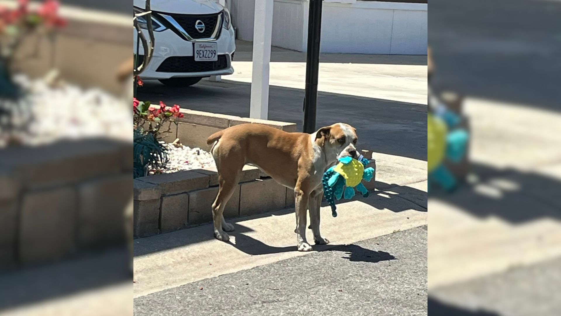 Frightened Stray Dog Finds Comfort In Plush Toys His Rescuers Gave Him 