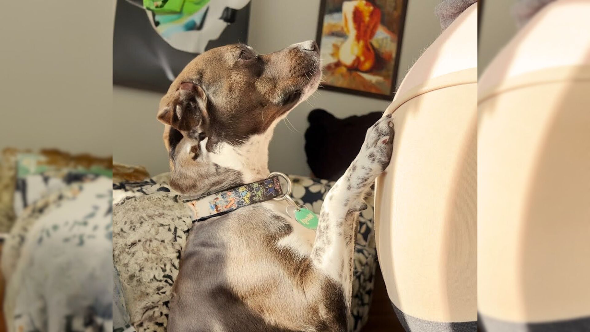 Gentle Pittie Is So Happy To See Her Baby Sister’s Ultrasound 