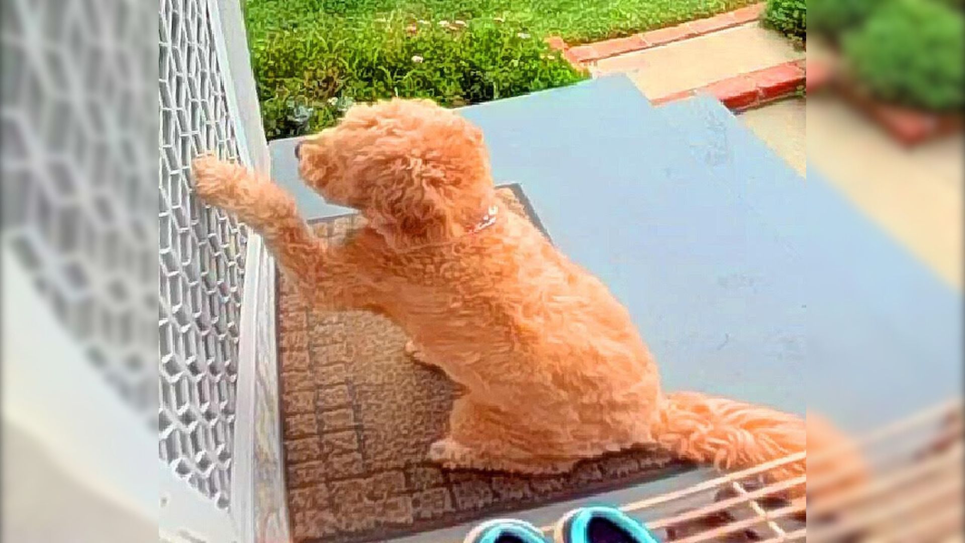 Goldendoodle Knocks On Her BFF’s Door And Shows What A Good Neighbor She Is