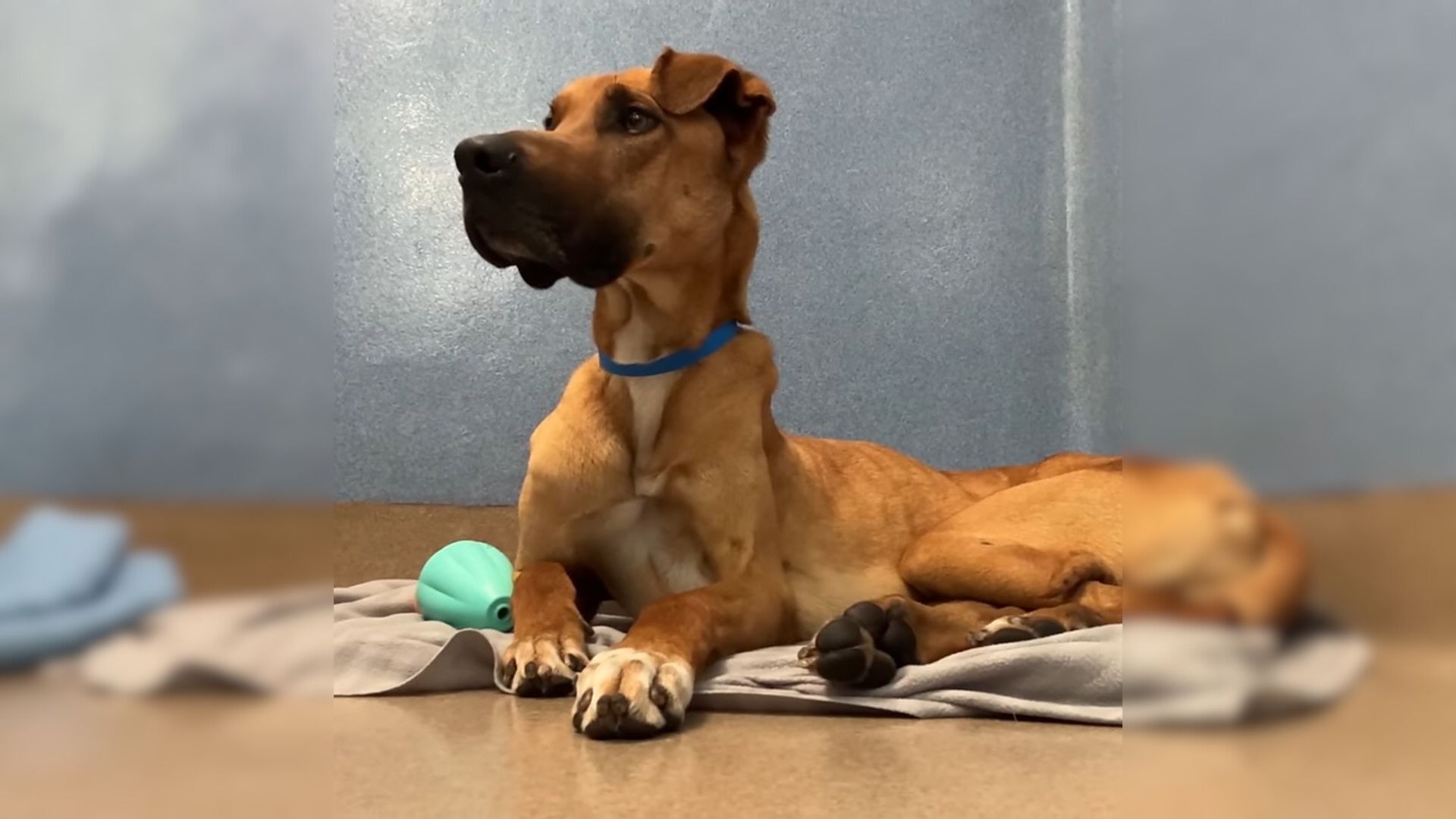 Great Dane Who Was Skin And Bones Dumped Because Kids Won’t Feed Him