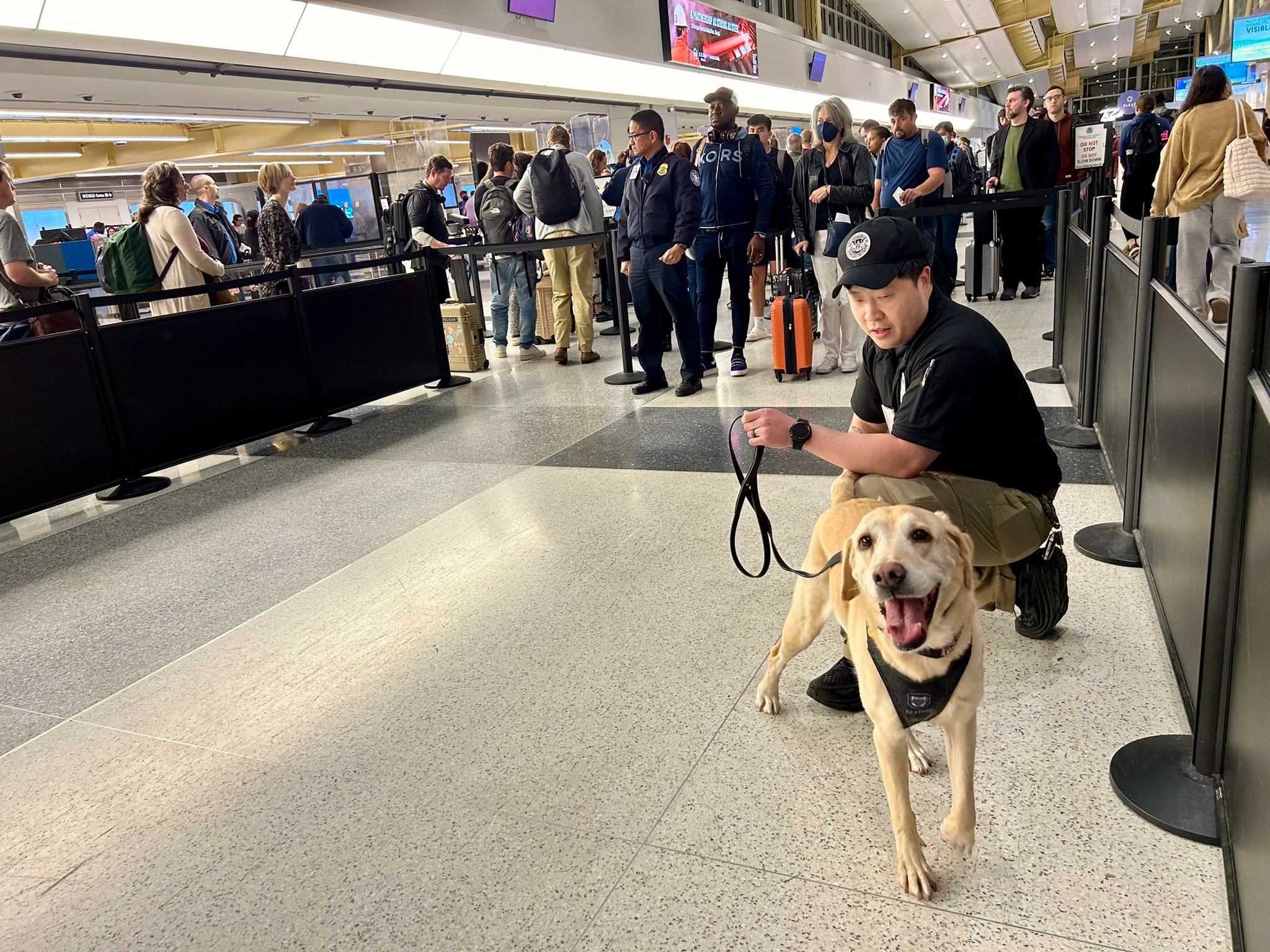 Happy dog at an airport