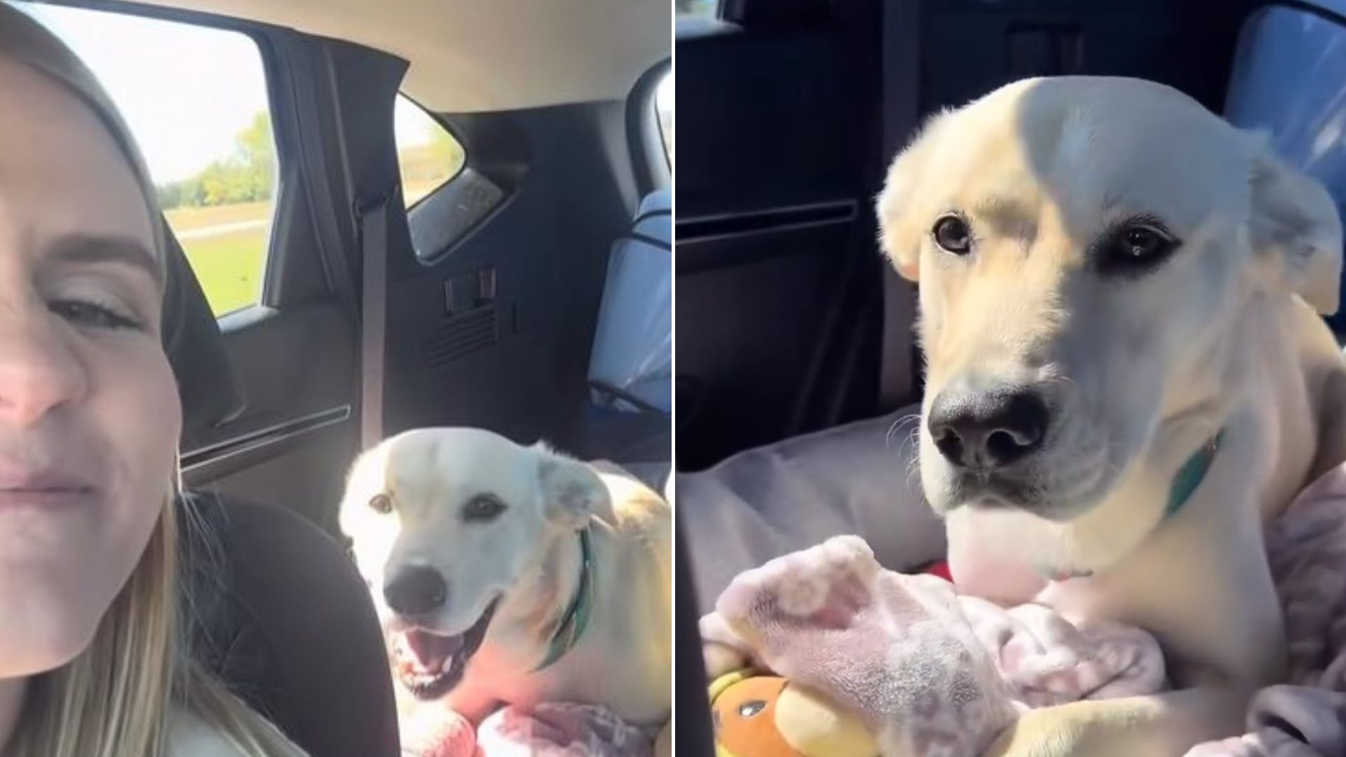 Soon To Be Married Couple Rescues Hurt Dog And Decides To Keep Him For Good