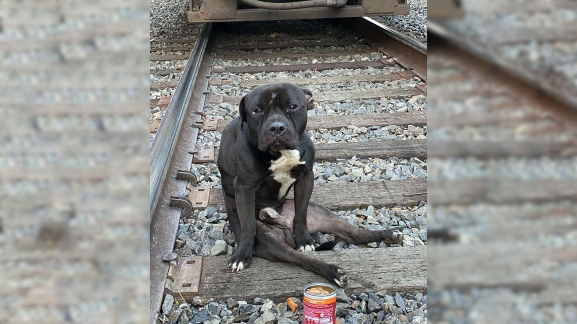 injured pup left on railroad tracks