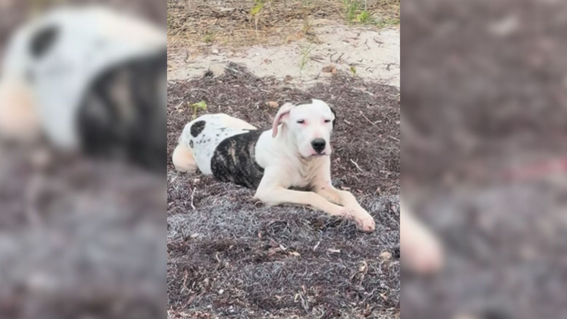 Man Stumbles Upon Friendly Stray Pup On The Beach And Makes A Life-Saving Decision