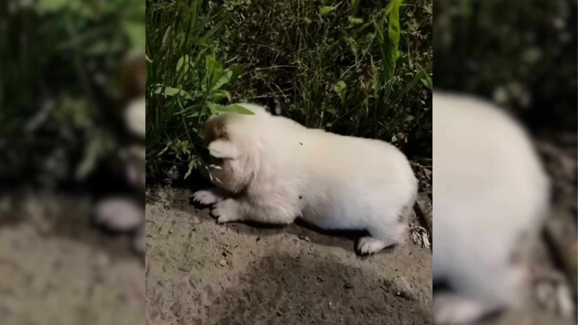 Good Samaritans Saw A Sick And Hungry Puppy Lying At The Park So They Decided To Help