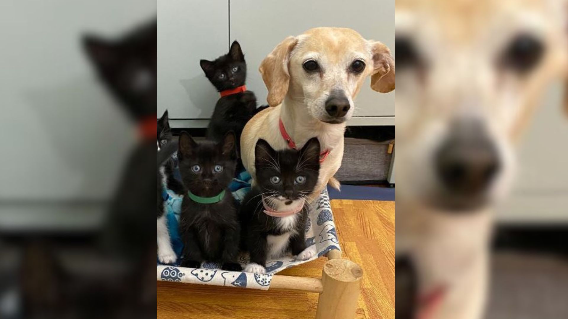 Kona, The Tiny Dog, Is The Sweetest Foster Mom For Kittens In Need